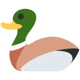 What The Duck!